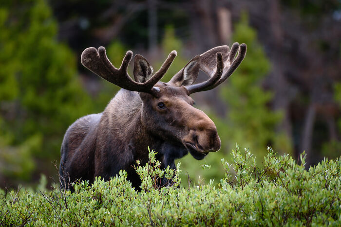Moose in dense forest bushes representing local dangers that are a normal part of life for some people.