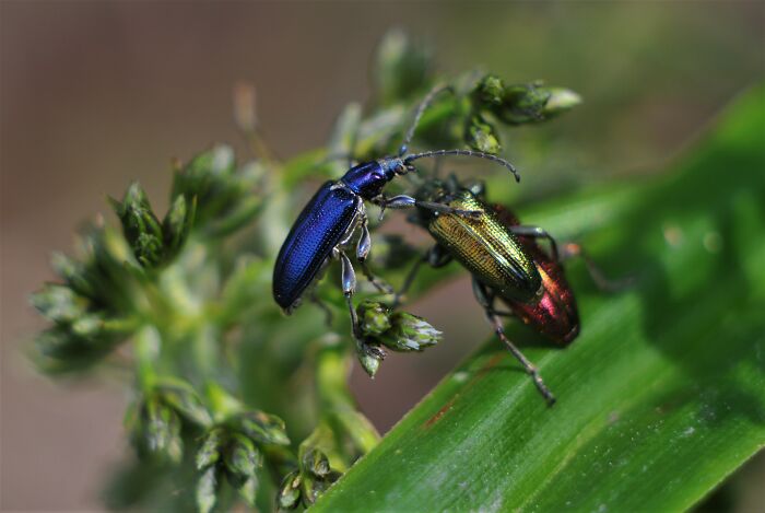 Two colorful beetles on green plant buds, illustrating local dangers that are a normal part of life for some.