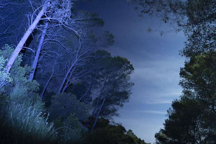 Dark forest at night with tall trees under a clear sky, illustrating local dangers as a normal part of life.