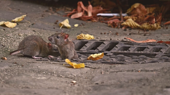 Two rats near a street drain surrounded by dry leaves illustrating horrifying local dangers in daily life.