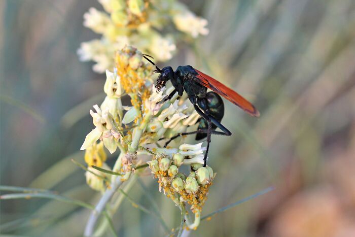 Close-up of a wasp on a flower illustrating horrifying local dangers that are part of daily life for some people.