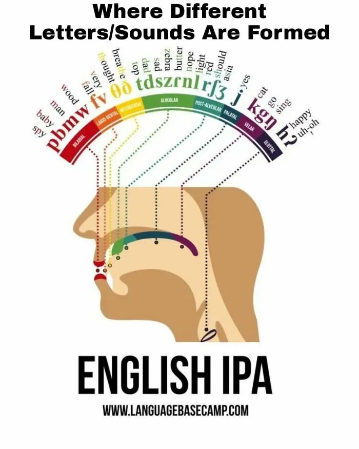 Diagram showing where different English IPA letters and sounds are formed in the mouth with colorful labels and examples.