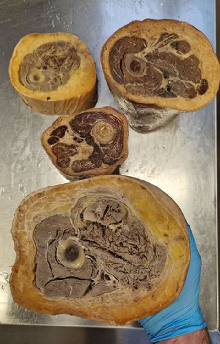 Close-up of cross sections of human bone specimens showing detailed internal structure in medical cases with gory and interesting features