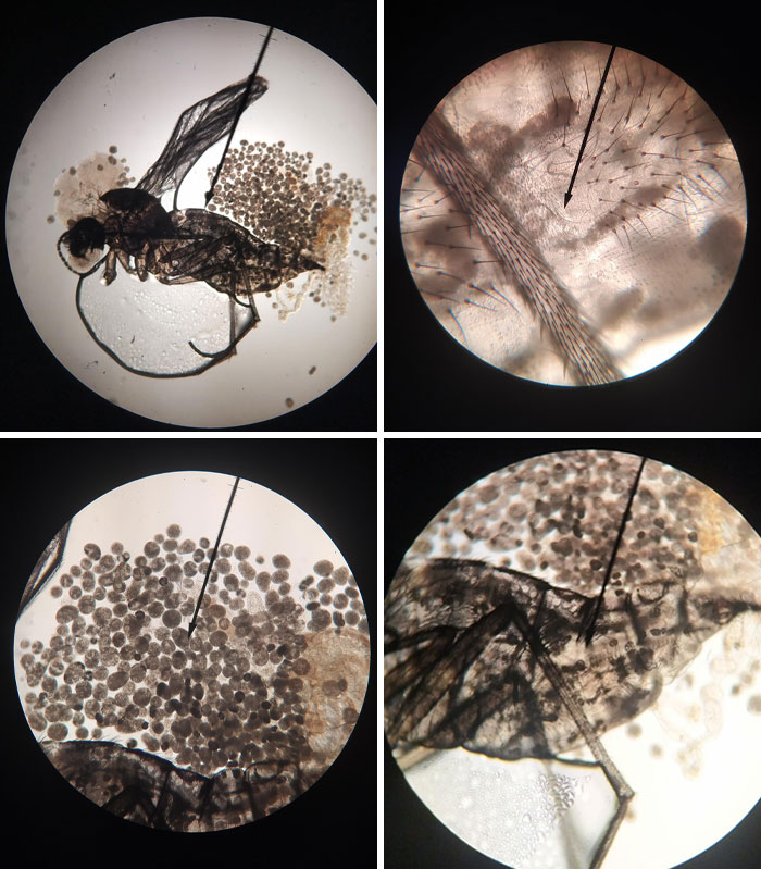 Microscopic images showing detailed views of insect anatomy and egg clusters under high magnification.