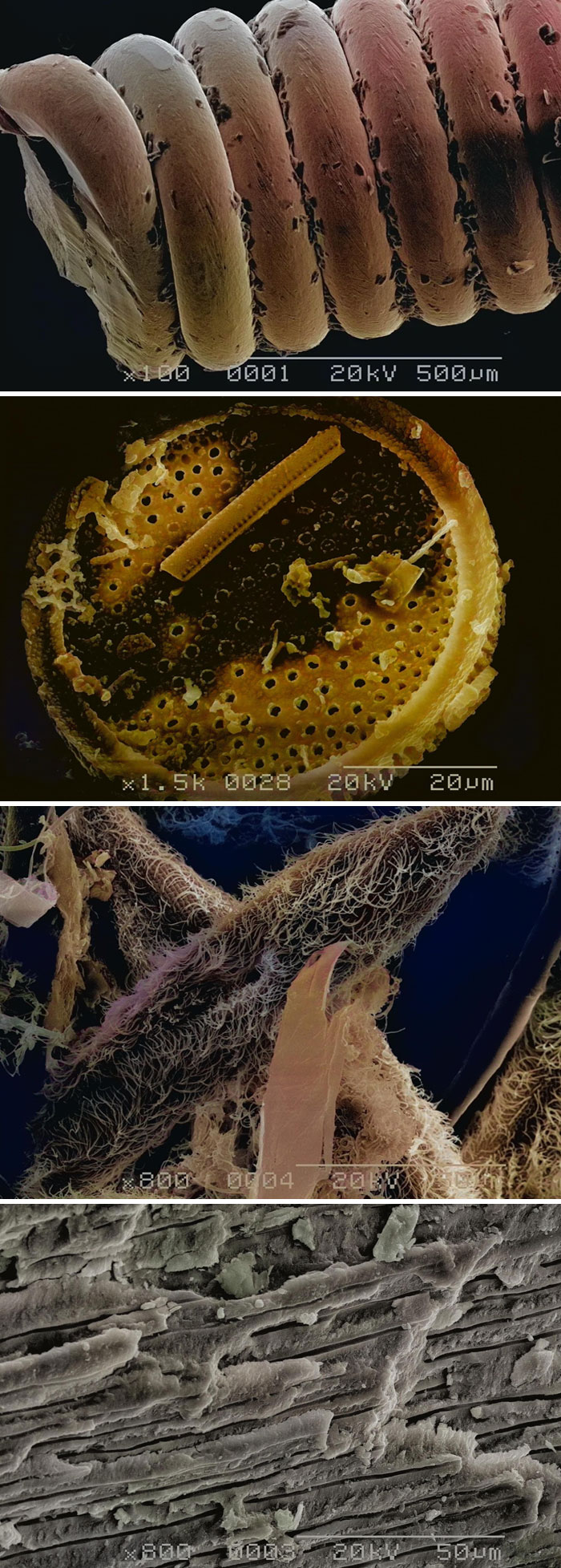 Close-up microscopic images showing intricate textures and patterns of ordinary objects from a unique perspective.