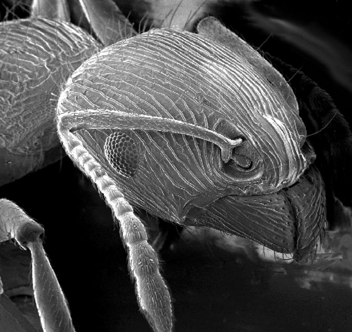 Close-up microscopic image of an ant’s head showing detailed textures and structures from a unique perspective.