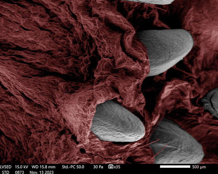 Microscopic image showing detailed texture and structure of a surface with hair-like projections at 35x magnification.