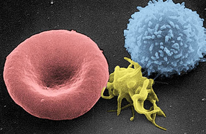 Microscopic image showing red blood cell, platelet, and white blood cell with vivid color contrasts and detailed textures.