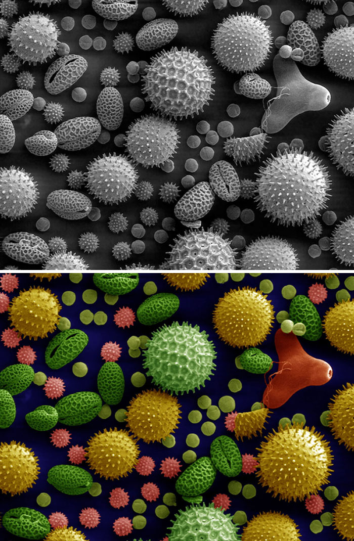 Microscopic images of various pollen grains showing detailed textures and shapes in black and white and color views.