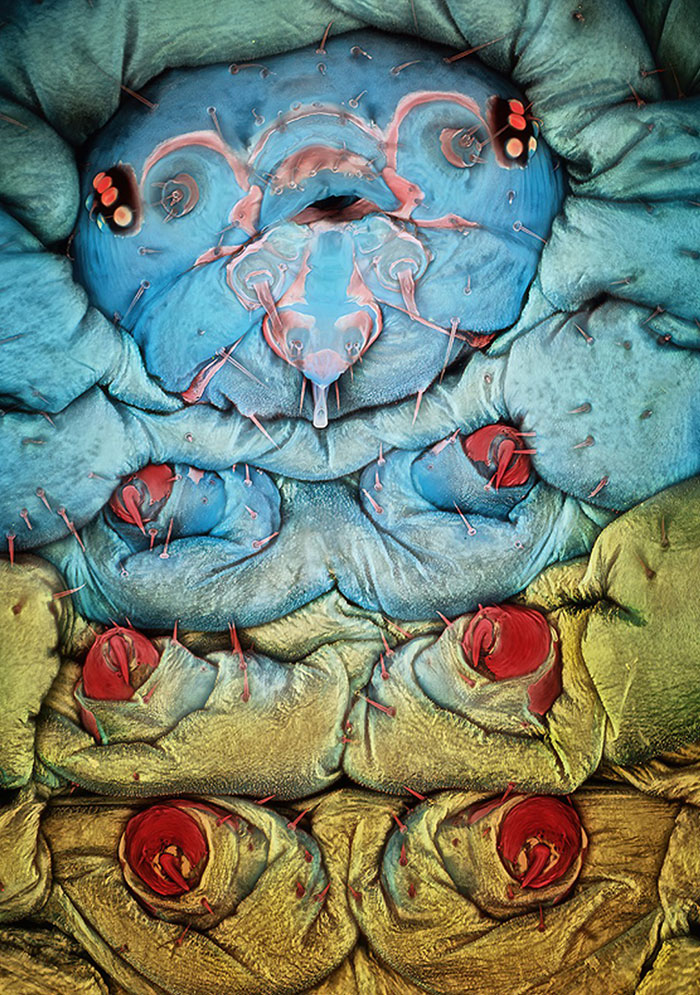 Microscopic image showing detailed close-up textures and colors of an insect’s body for a unique microscopic perspective.