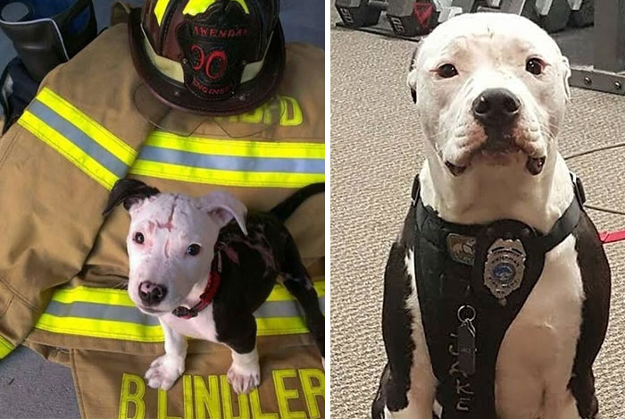 Young pit bull puppy lying on firefighter gear next to a grown dog wearing a police badge, showcasing animals in nature.