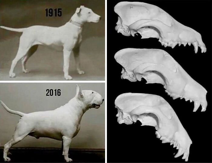 Comparison of dog breeds and their skulls from 1915 to 2016 showing changes in nature and animals over time.