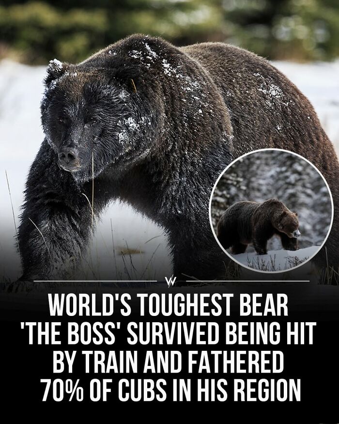 Large grizzly bear walking in snow outdoors, illustrating the theme of interesting short stories and survival.