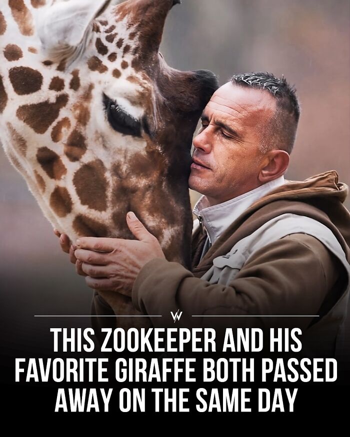 Man embracing giraffe, illustrating an interesting short story about a zookeeper and his favorite giraffe.