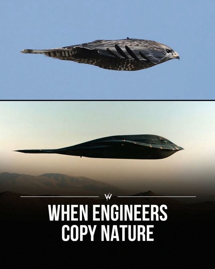 Bird in flight compared to a sleek flying aircraft showing interesting short stories of nature-inspired engineering.