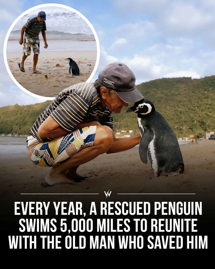 Old man interacting with a rescued penguin on the beach, a touching story among interesting short stories.
