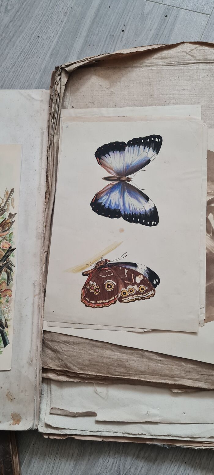 Old book with detailed butterfly illustrations found in walls and other hidden places in people’s homes.