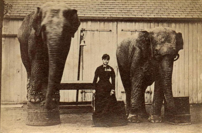 Victorian times strange moment showing a woman standing between two elephants outside a wooden stable.