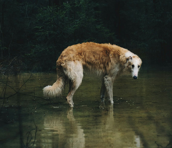 A dog standing in shallow water surrounded by dark forest, illustrating facts to keep the brain active and healthy.