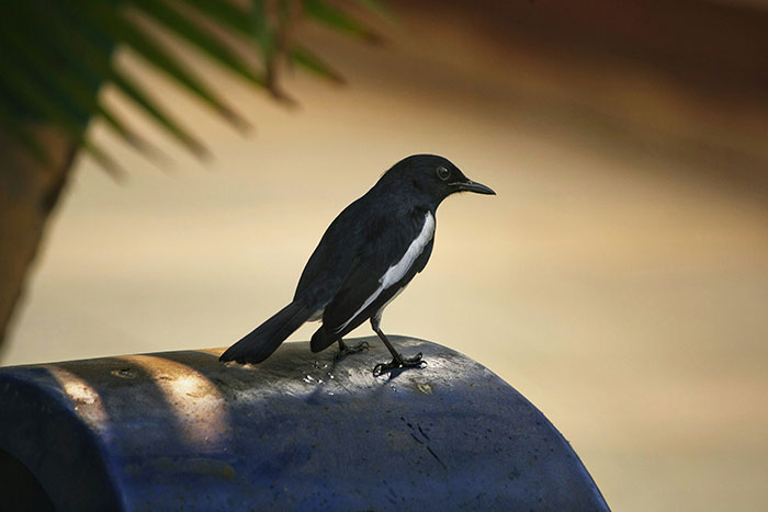 A small black and white bird perched outdoors, representing nature and facts to keep the brain active and healthy.