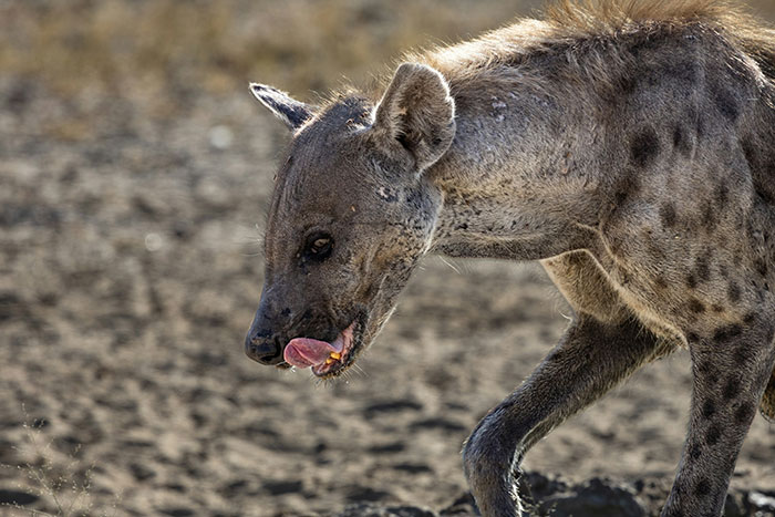 Hyena walking on dry ground, shown in close-up with head turned and tongue out, illustrating active brain focus.