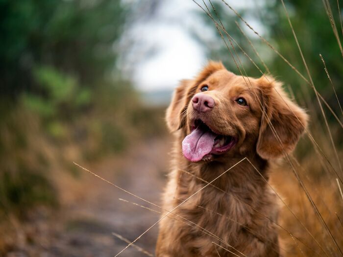 Happy brown dog outdoors on a trail, illustrating uncommon hacks for women living alone and pet companionship benefits.