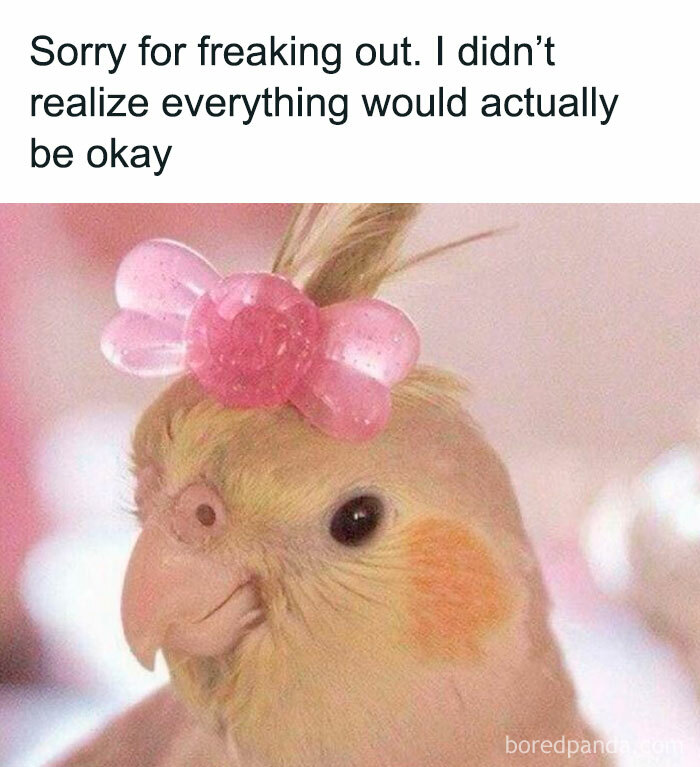 Cute and wholesome post of a bird wearing a pink bow hair clip with a hopeful and calm expression