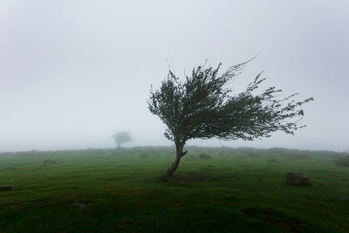 Lone tree bent by wind in foggy field, symbolizing moments when people said something stupid on dates.