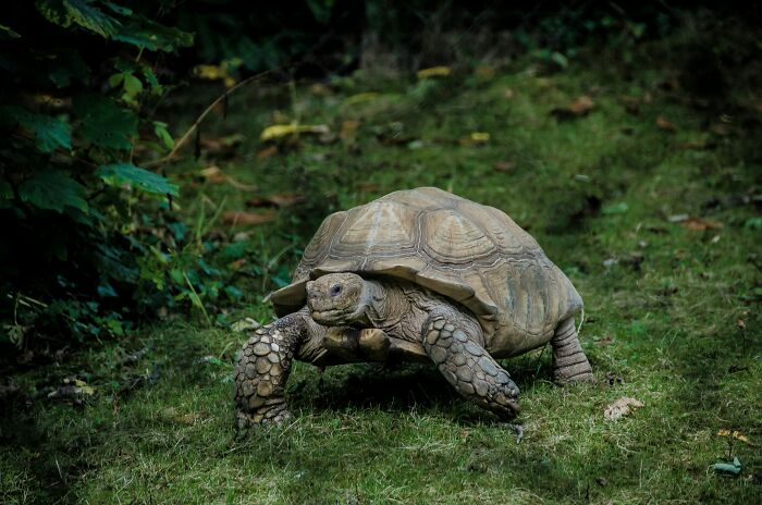 Tortoise walking on grass with greenery in background, illustrating reptile species related to dinosaur facts.