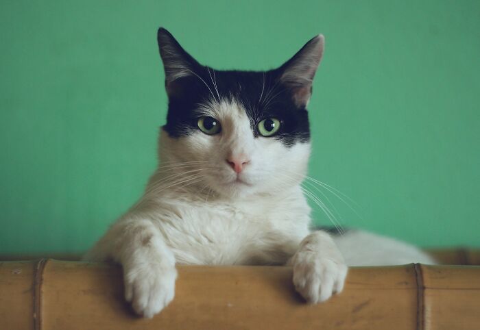 Black and white cat with green eyes resting paws on wooden surface, illustrating no peaceful solution to current situation concept.