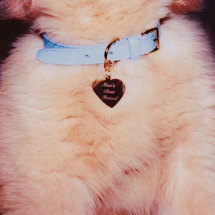 Close-up of a fluffy dog wearing a blue collar with a heart-shaped tag reading Man's Best Friend in tone deaf album cover context