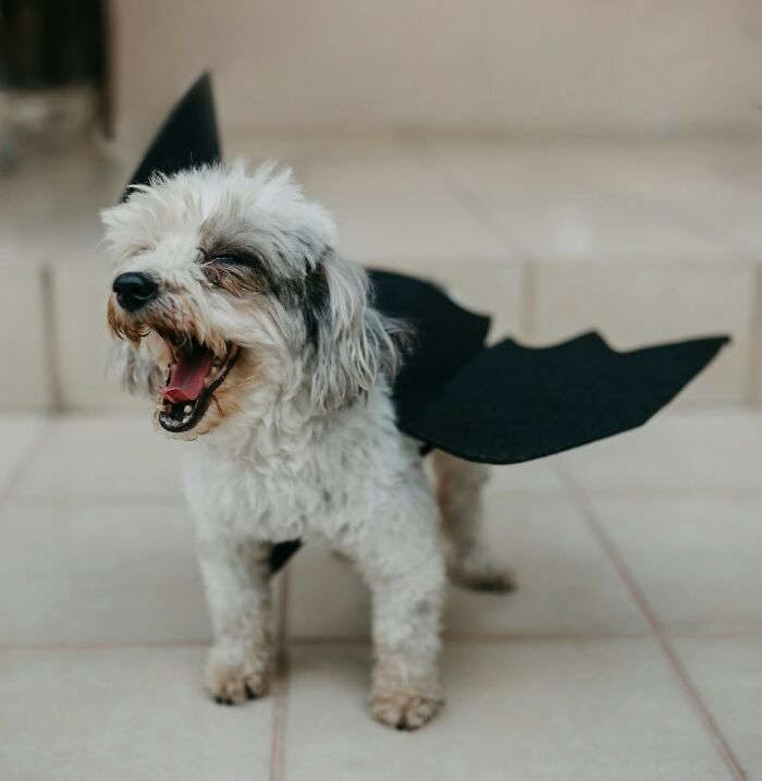 Small white dog wearing black bat wings costume, standing on tiled floor, capturing a playful moment with the police keyword theme.