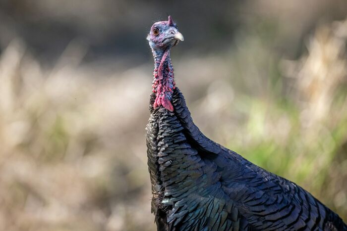 Wild turkey standing alert in a natural setting, representing creepy and scary moments from truck drivers’ lives.