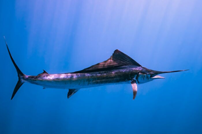 A large swordfish swimming in clear blue water, illustrating an unusual and intense hospital experience.