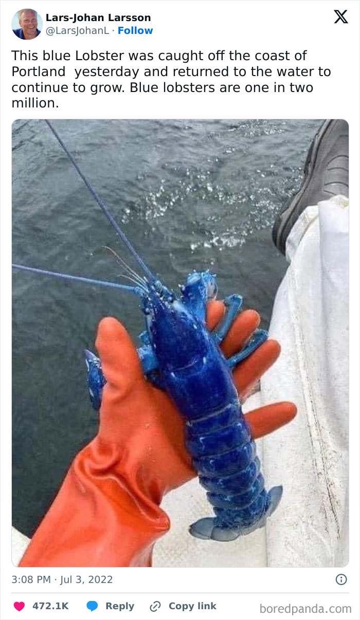 Hand holding a rare blue lobster over water, showcasing one of the most unreal photographs in nature.