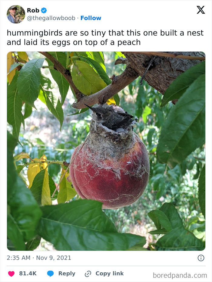 Hummingbird nest with eggs built on top of a peach, showcasing one of the most unreal photographs in nature.