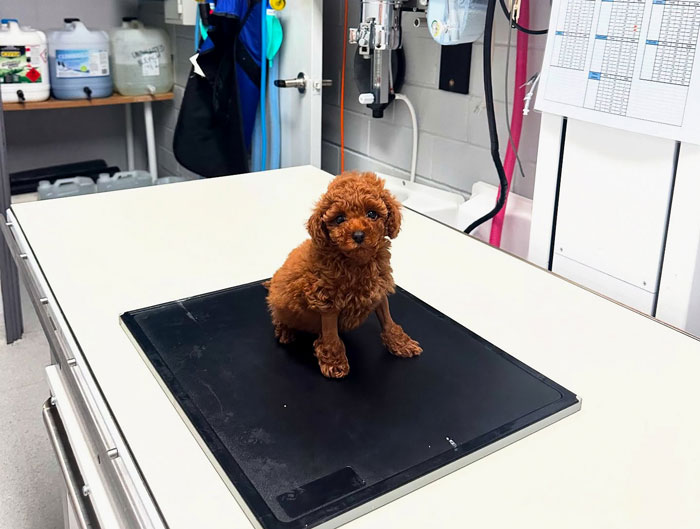 Small brown puppy on a veterinary examination table after life-saving surgery performed by Aussie vets.