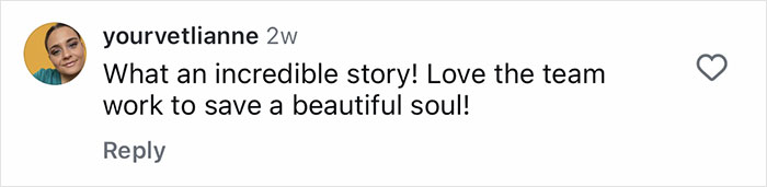 Comment on social media post praising Aussie vets performing life-saving surgery on a puppy born without butthole.