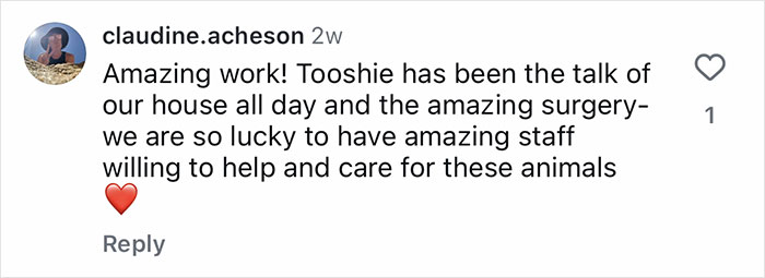 Vet team performing life-saving surgery on a newborn puppy born without a butthole in an Australian veterinary clinic.