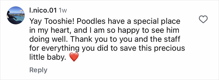 Comment praising Aussie vets for life-saving surgery on a puppy born without butthole, expressing happiness and gratitude.