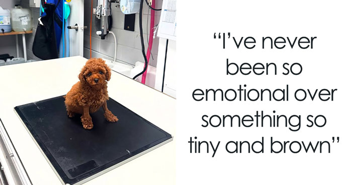 Tooshie The Pup, Born Without A Butthole, Finally Poops As Australian Vets Come To His Rescue