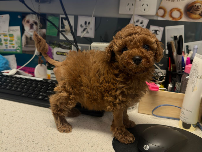 Brown curly puppy standing on a desk at a vet clinic after life-saving surgery for a rare condition without a butthole.