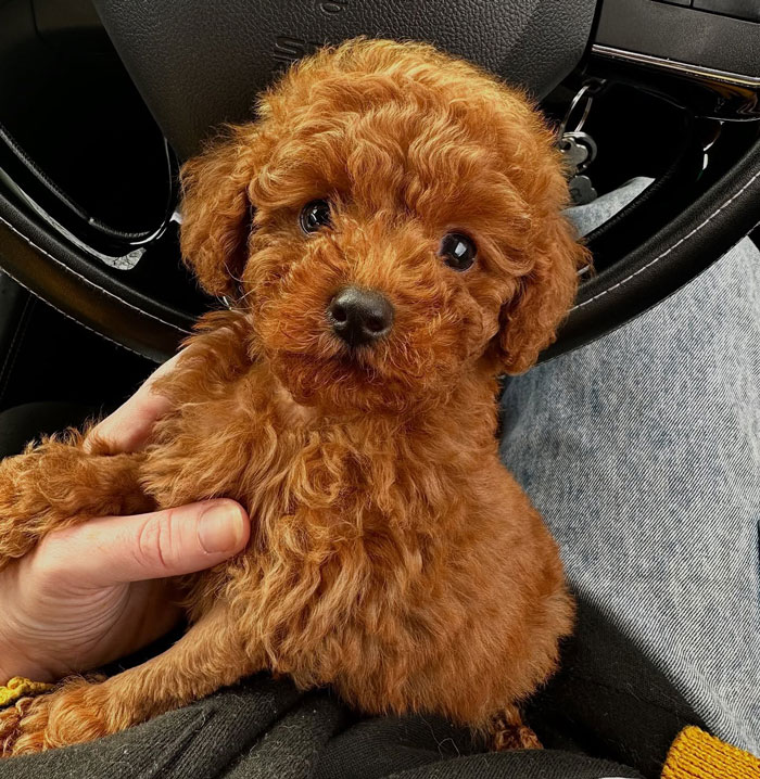 Fluffy brown puppy held in hands inside a car, highlighting Aussie vets performing life-saving surgery on a puppy.