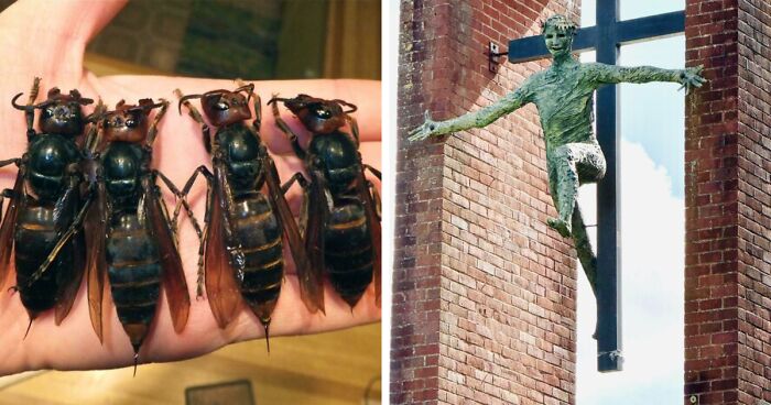 50 Images That Should’ve Come With A Priest, A Therapist, And A Burning Trash Can (New Pics)