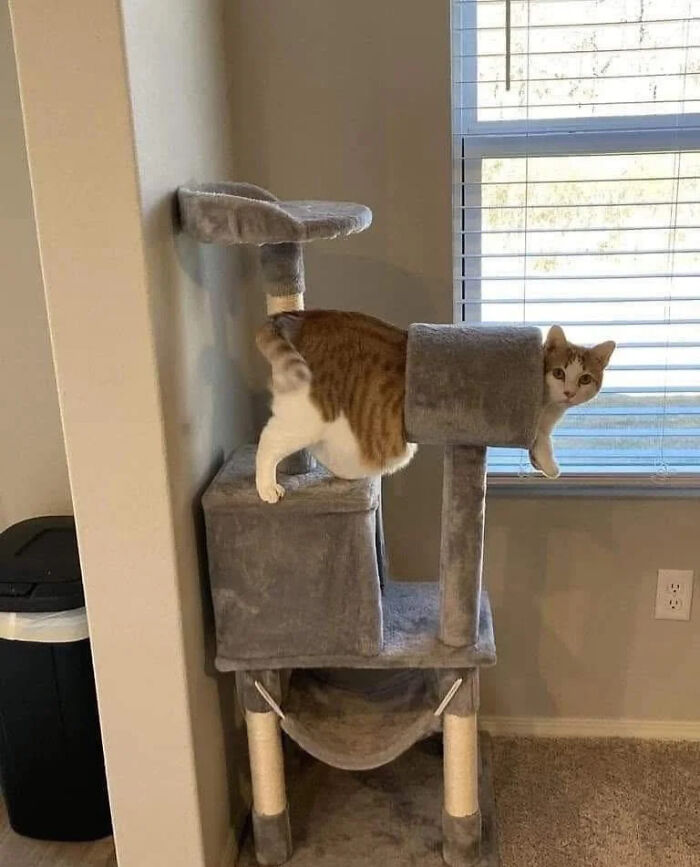 Cat awkwardly hanging on a gray cat tree near a window in one of the most weird animal photos shared online.