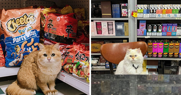 44 Adorable Cats Found Lounging And Ruling Inside NYC Bodegas