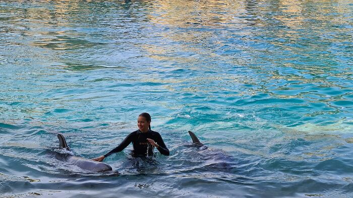 A woman in wetsuit swimming with two dolphins in clear blue water at a popular travel destination to avoid.
