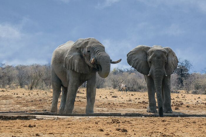 two elephants shown in a desert location