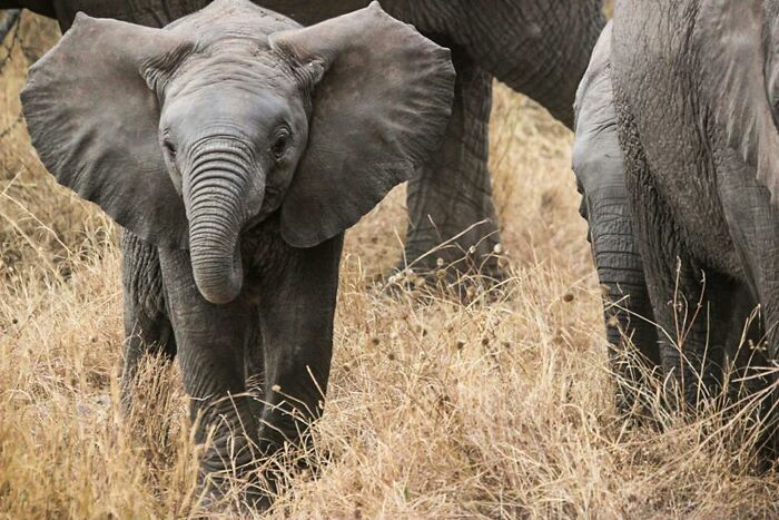 Baby elephant in dry grassland, representing wildlife and one Mississippi counting countries in nature.