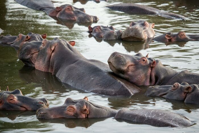 Group of hippos resting in water, illustrating one mississippi counting countries in a calm natural setting